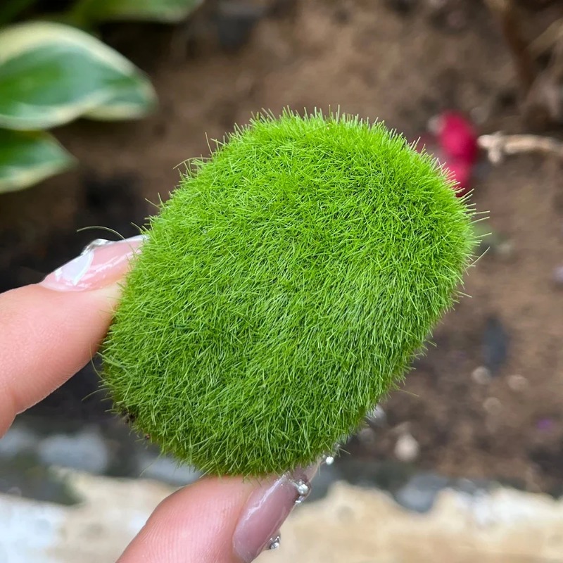 100/5 個人工苔石フェイクグリーン苔石植物 DIY 工芸 - Sphagnum Moss Dry のレビューと価格