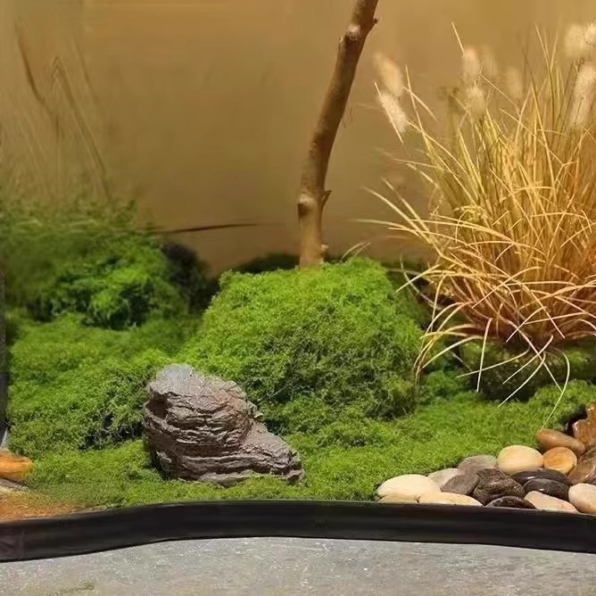 200 グラム永遠の命苔 DIY 工芸品草人工緑植物ホームル - Sphagnum Moss Dry のレビューと価格