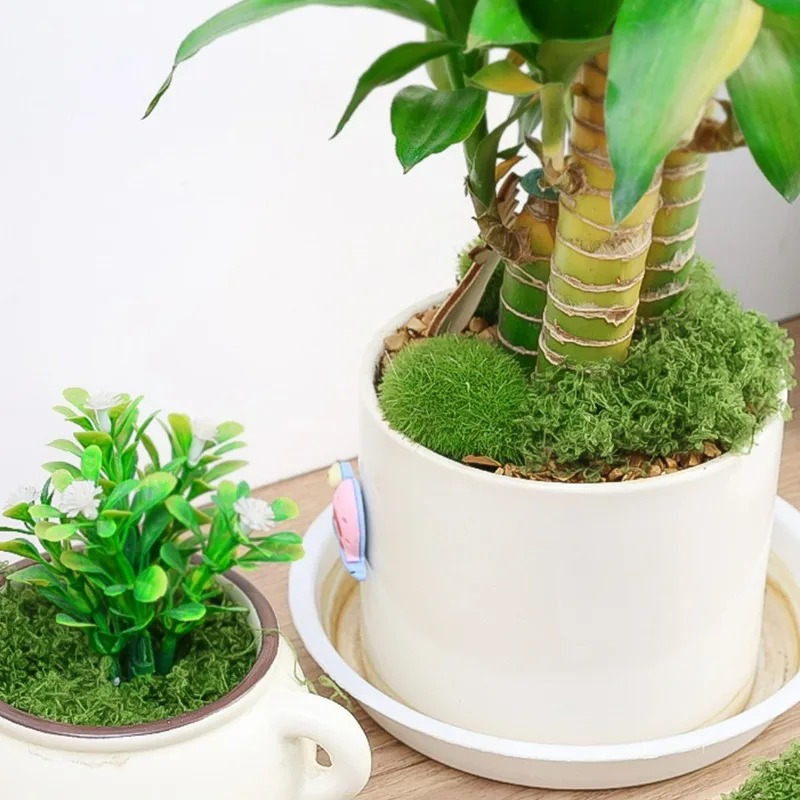 30/300G人工リアルモス フェアリーガーデン ウェディン - Sphagnum Moss Dry のレビューと価格