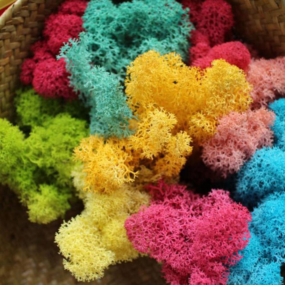 人工植物永遠の命モスガーデンクリスマス装飾壁 Diy フラワ - Sphagnum Moss Dry のレビューと価格