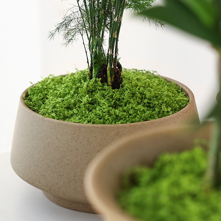 大型パックリアル人工苔天然屋外芝生耐久性のある色落ちしない低 - Sphagnum Moss Dry のレビューと価格